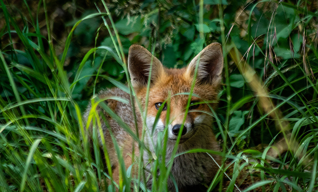 Foxcub on the allotment